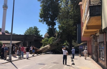 Tokatköy'de Dev Çınar Ağacı Evin Üzerine Devrildi