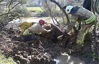 Beykoz'da çamura saplanan ineği itfaiye ekipleri kurtardı
