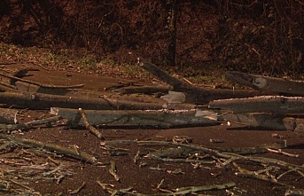 Beykoz’da fırtınada çınar ağacı yola devrildi